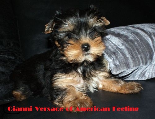 Gianni versace of American Feeling
