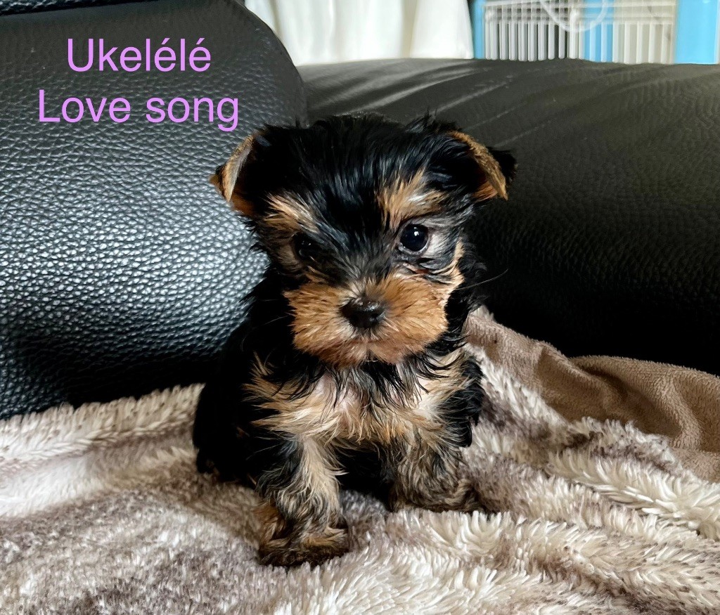 Ukulélé love song of American Feeling
