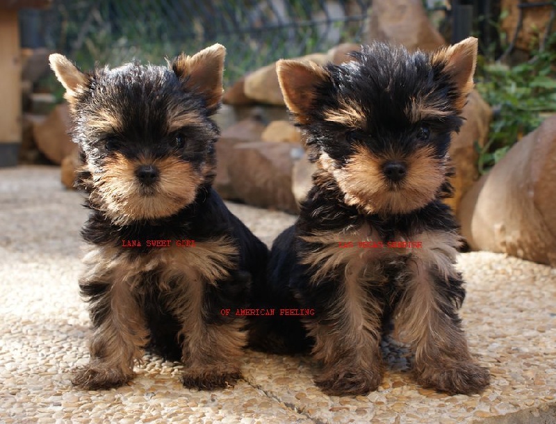 chiot Yorkshire Terrier of American Feeling