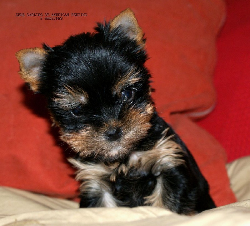 chiot Yorkshire Terrier of American Feeling