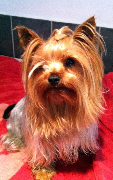 (Sans Affixe) Fidji (dnepr elita finelle)