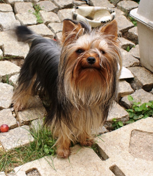 (Sans Affixe) Faïna