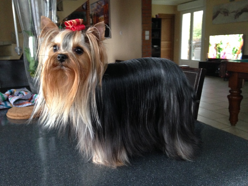 Hollywood star of American Feeling