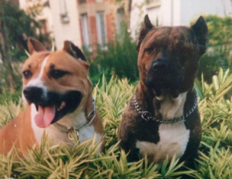 Oprah golden lady (Sans Affixe)