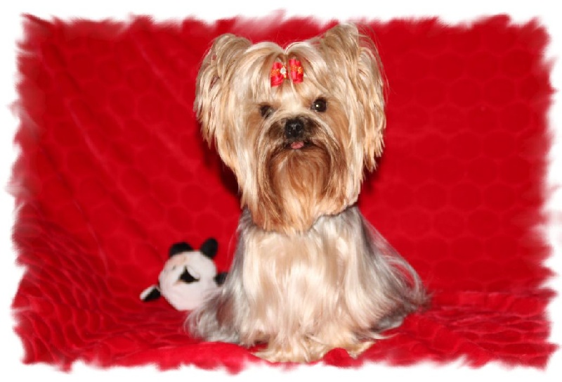 Illusion lovely girl of American Feeling