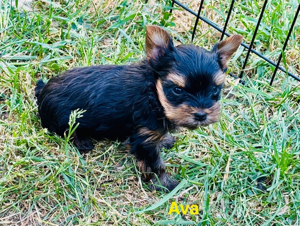 of American Feeling - Chiots disponibles - Yorkshire Terrier