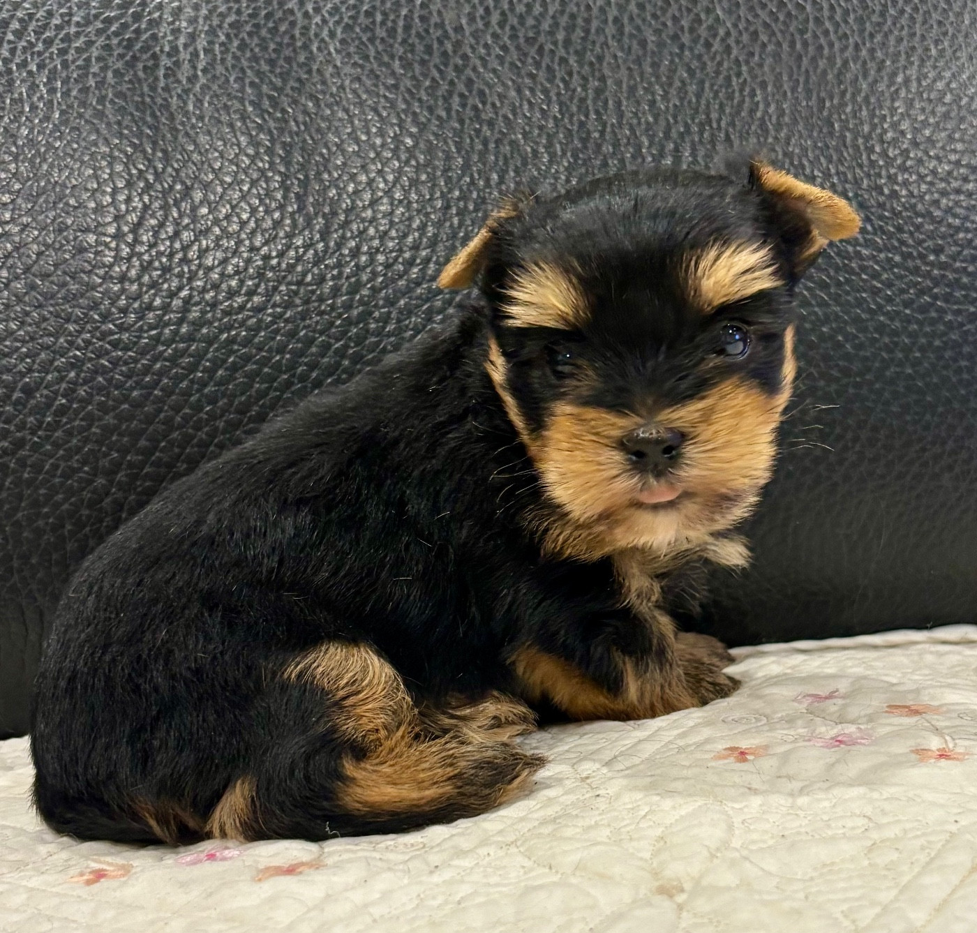 of American Feeling - Chiots disponibles - Yorkshire Terrier