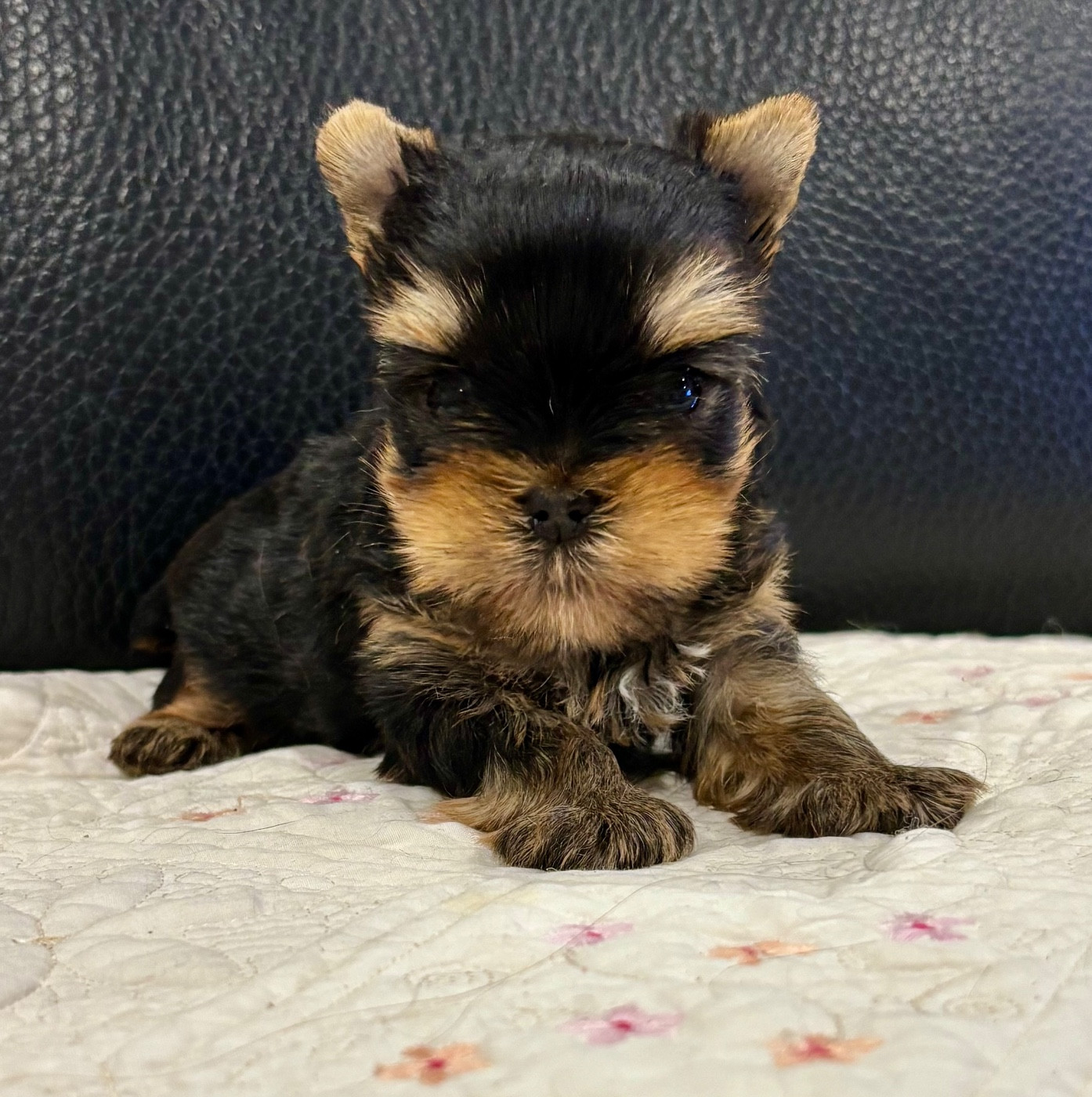 of American Feeling - Chiots disponibles - Yorkshire Terrier