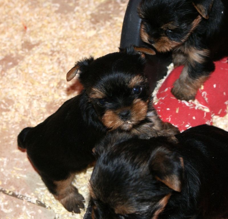 of American Feeling - Yorkshire Terrier - Portée née le 10/11/2012