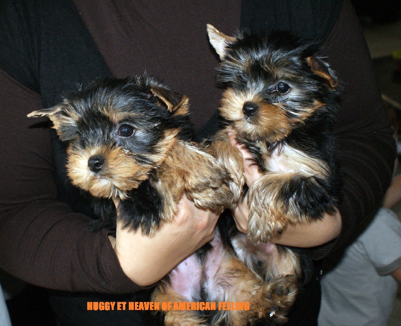 of American Feeling - Yorkshire Terrier - Portée née le 27/07/2012