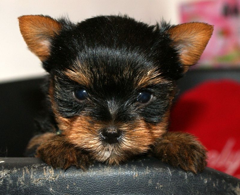 of American Feeling - Yorkshire Terrier - Portée née le 23/09/2013
