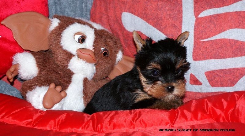of American Feeling - Yorkshire Terrier - Portée née le 04/01/2016