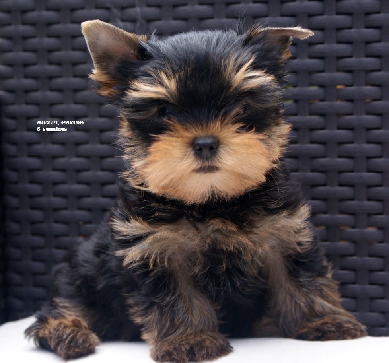of American Feeling - Yorkshire Terrier - Portée née le 09/06/2016