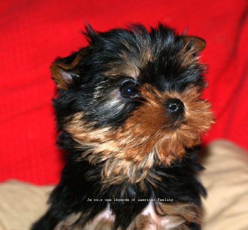 of American Feeling - Yorkshire Terrier - Portée née le 24/11/2014