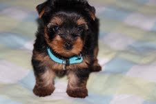 of American Feeling - Yorkshire Terrier - Portée née le 23/07/2012