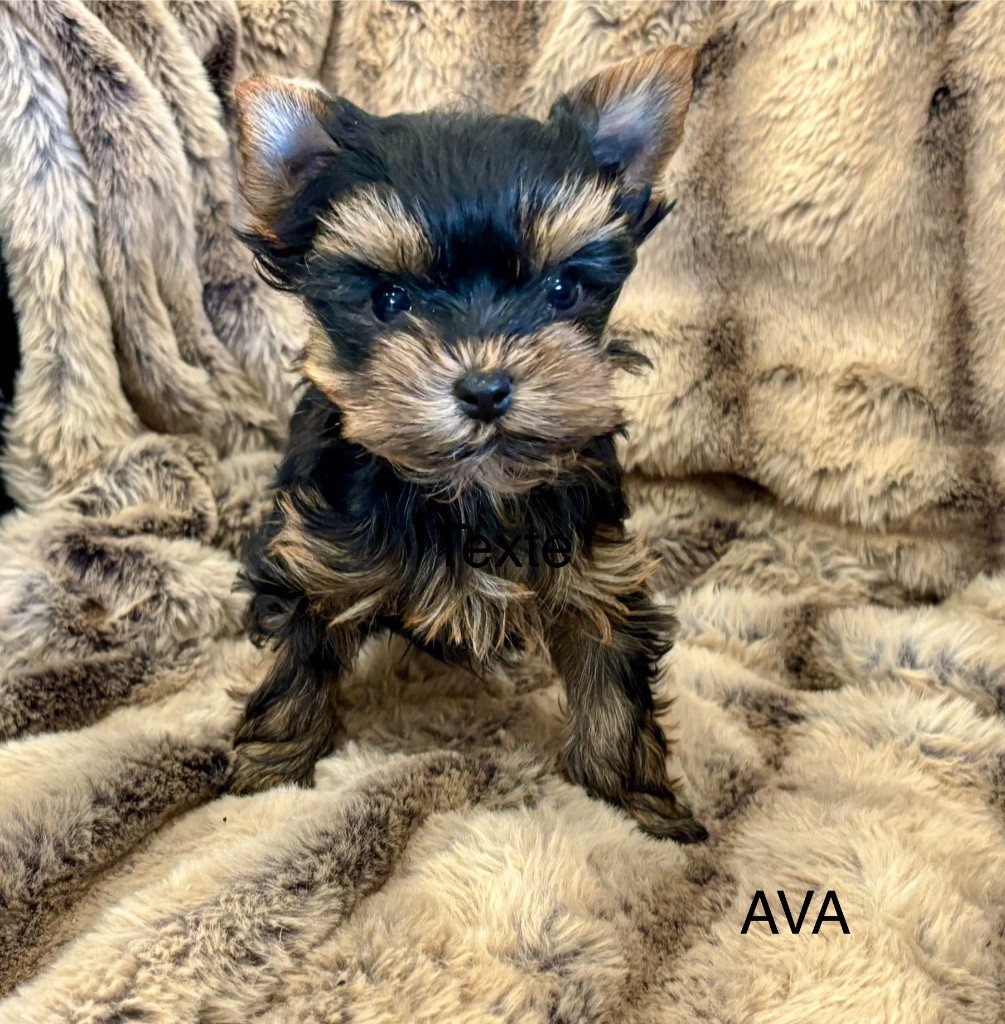 of American Feeling - Chiots disponibles - Yorkshire Terrier