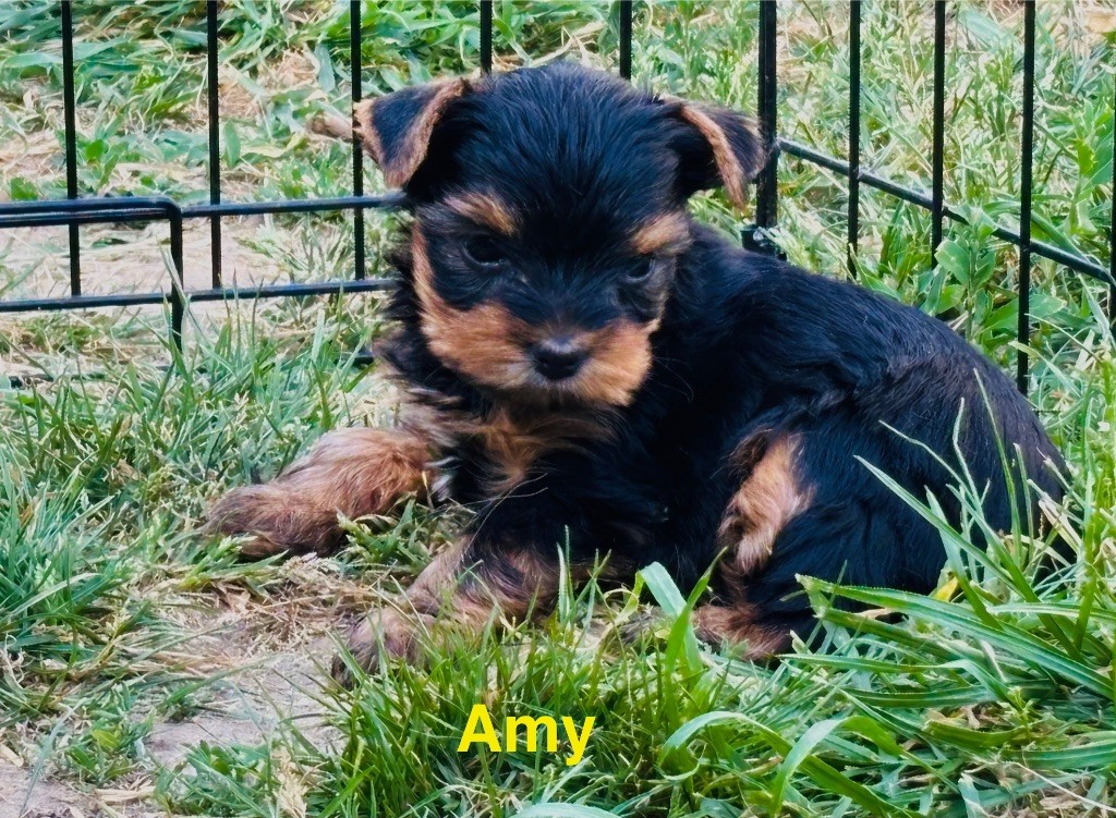 of American Feeling - Chiots disponibles - Yorkshire Terrier