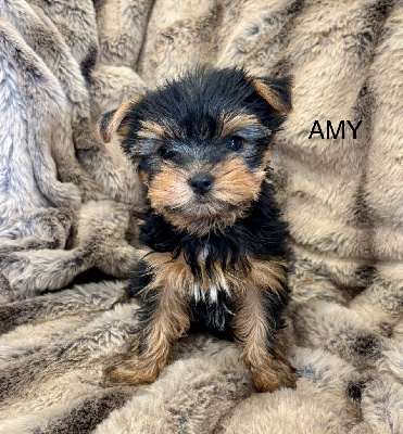 AMY LOVELY GIRL