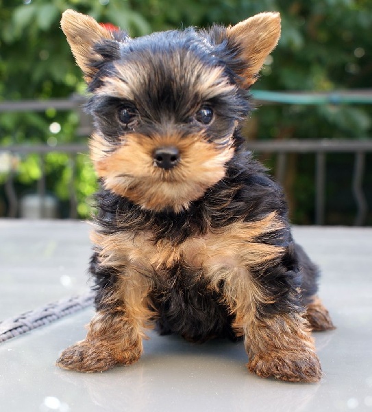 of American Feeling - Yorkshire Terrier - Portée née le 03/05/2014