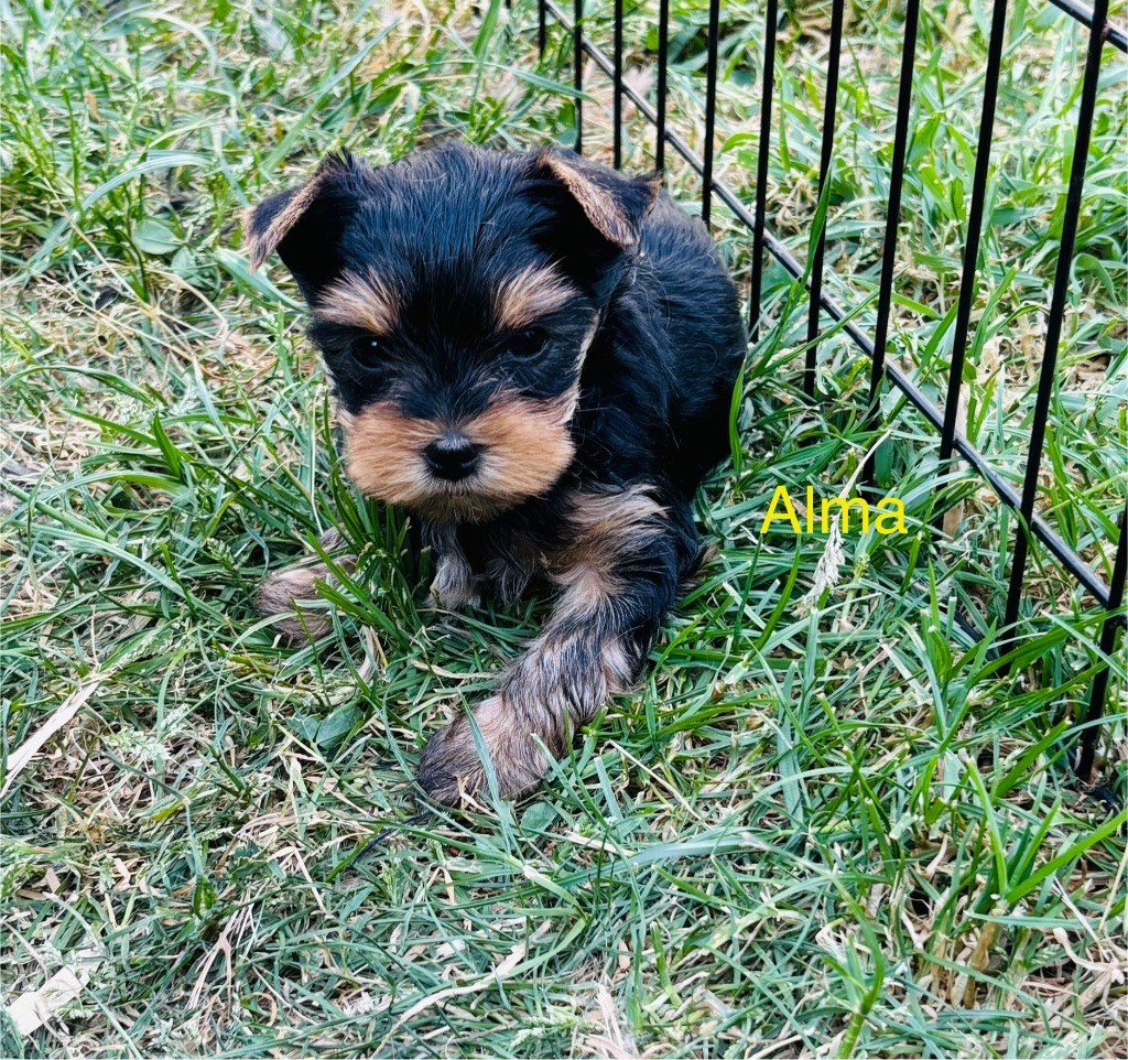 of American Feeling - Chiots disponibles - Yorkshire Terrier