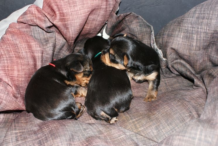 of American Feeling - Yorkshire Terrier - Portée née le 09/11/2011