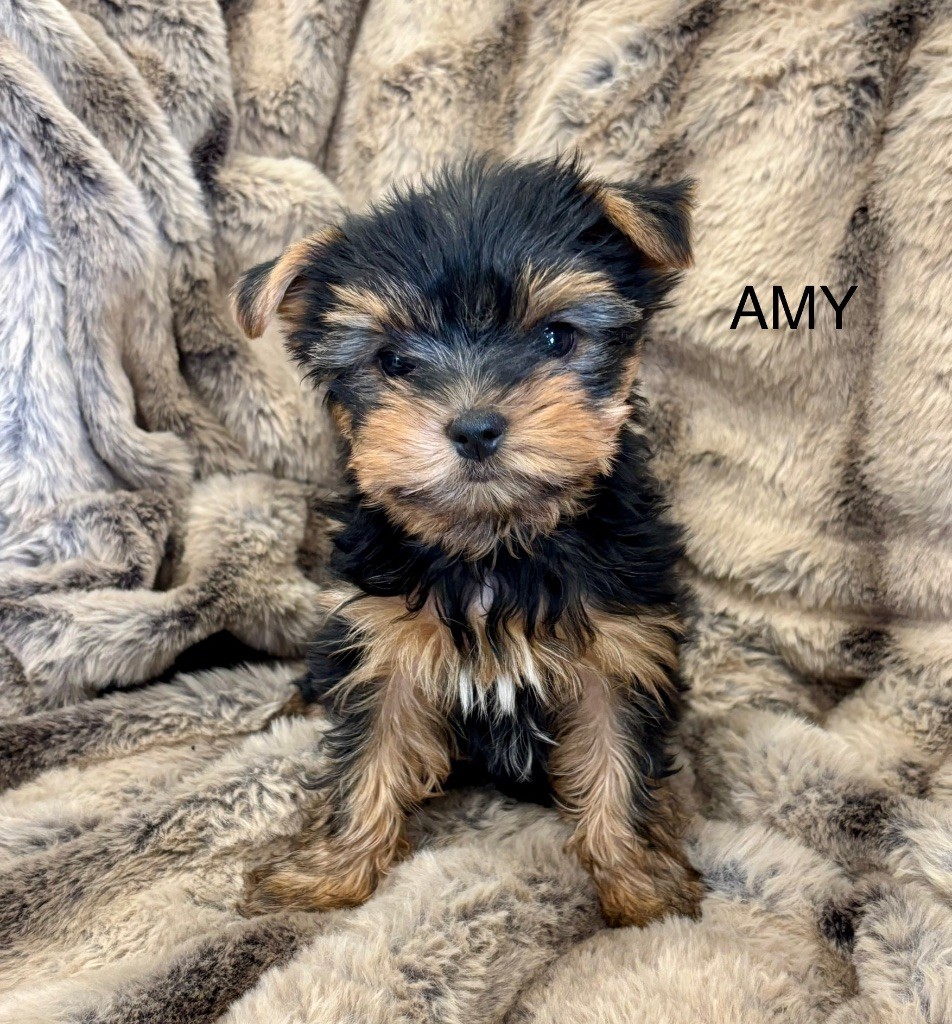 of American Feeling - Chiots disponibles - Yorkshire Terrier